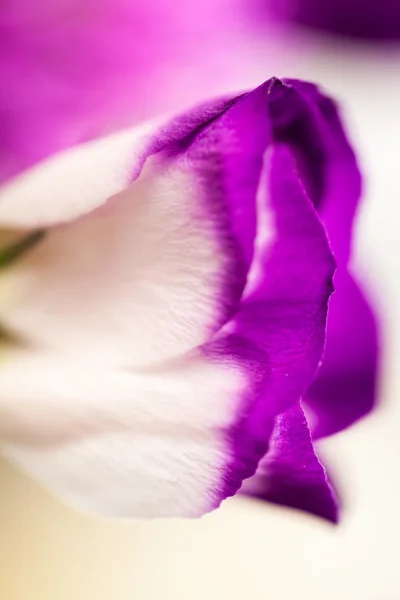 Lisianthus (Eustomor grandiflorum) - vackra blommor och knoppar — Stockfoto