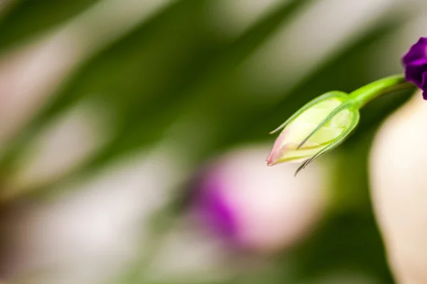 Lisianthus (eustoma grandiflorum) - schöne Blüten und Knospen — Stockfoto