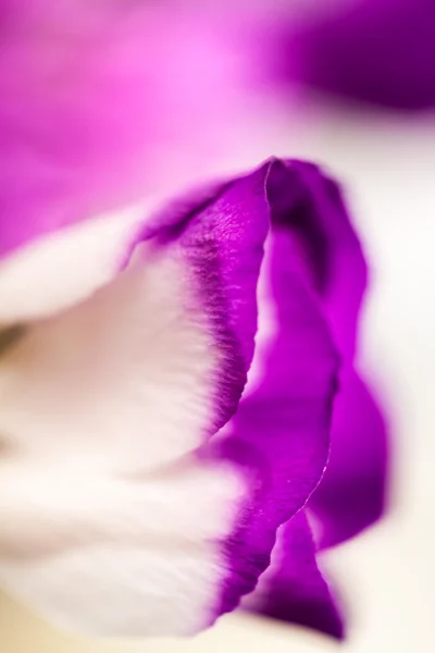(トルコギキョウ) - 美しい花やつぼみ — ストック写真