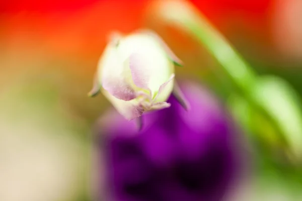 Lisianthus (Eustoma grandiflorum) - hermosas flores y brotes — Foto de Stock