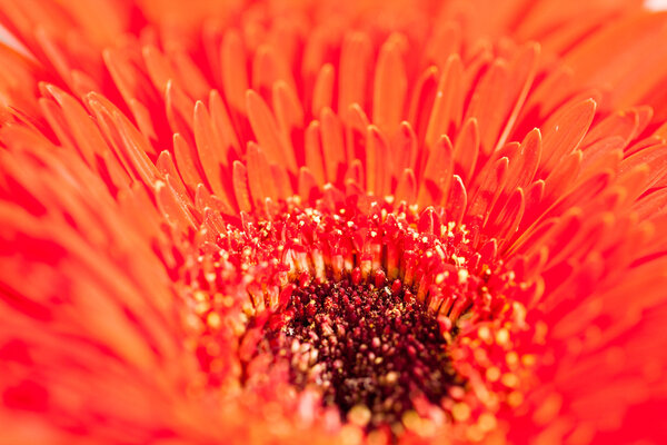 Gerbera jamesonii