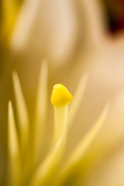 Beautiful lily flowers — Stock Photo, Image