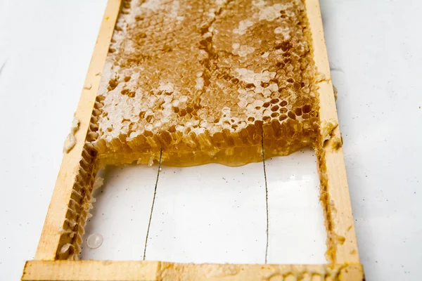 Honeycomb fylld med honung — Stockfoto