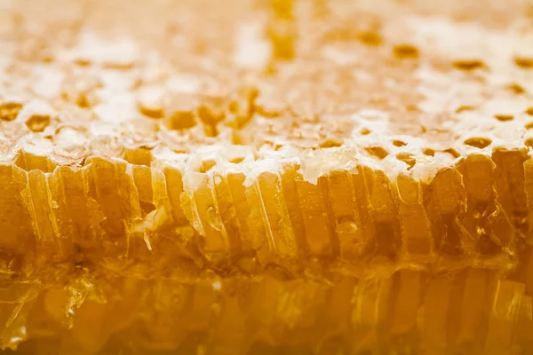 Honeycomb filled with honey — Stock Photo, Image