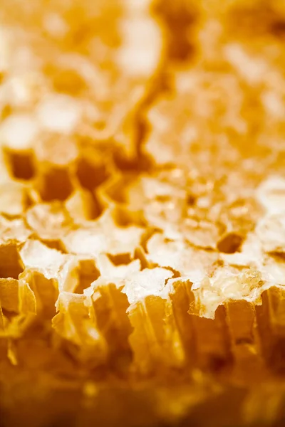 Honeycomb filled with honey — Stock Photo, Image