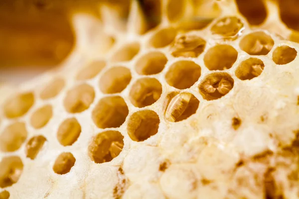 Κηρήθρα γεμίζουν με μέλι — Φωτογραφία Αρχείου