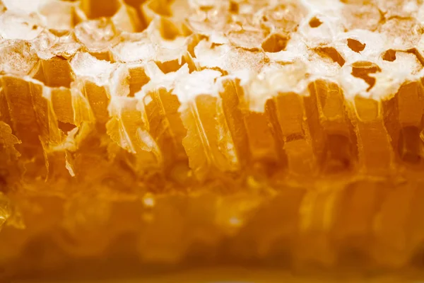 Wabe gefüllt mit Honig — Stockfoto