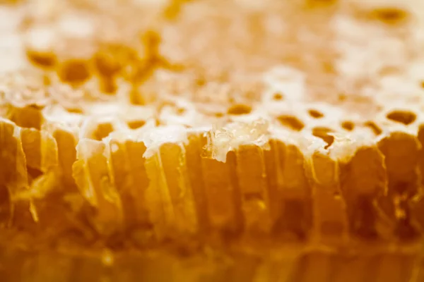 Honeycomb fylld med honung — Stockfoto