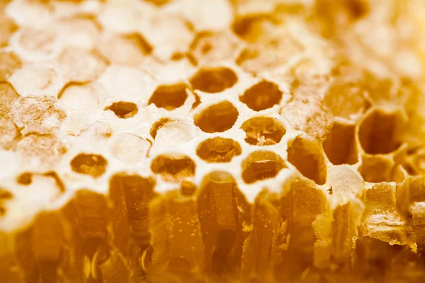 Honeycomb filled with honey — Stock Photo, Image
