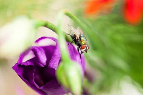 Verde, mosca pequeña sobre pétalo — Foto de Stock