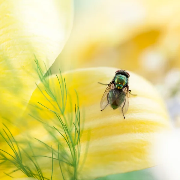 Verde, mosca pequeña sobre pétalo — Foto de Stock