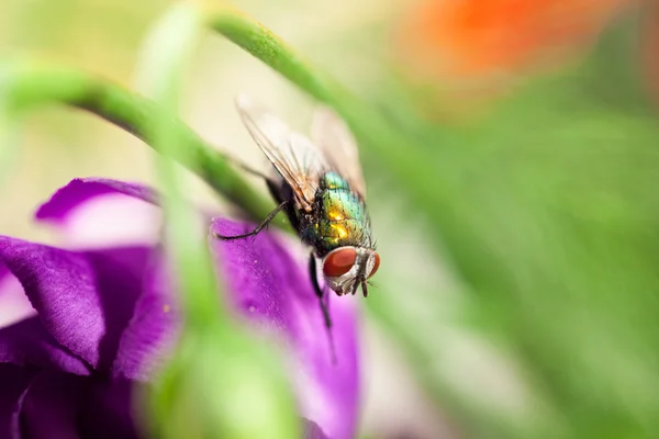 Verde, mosca pequeña sobre pétalo —  Fotos de Stock