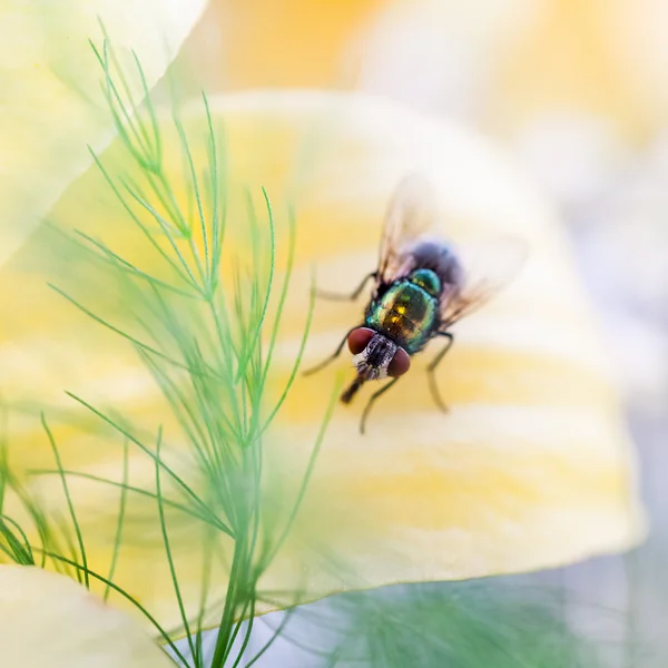 Green, small fly on petal — Stock Photo, Image