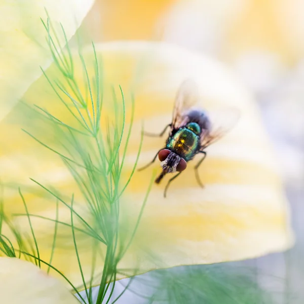 Vert, petite mouche sur pétale — Photo