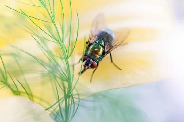 Verde, piccola mosca sul petalo — Foto Stock
