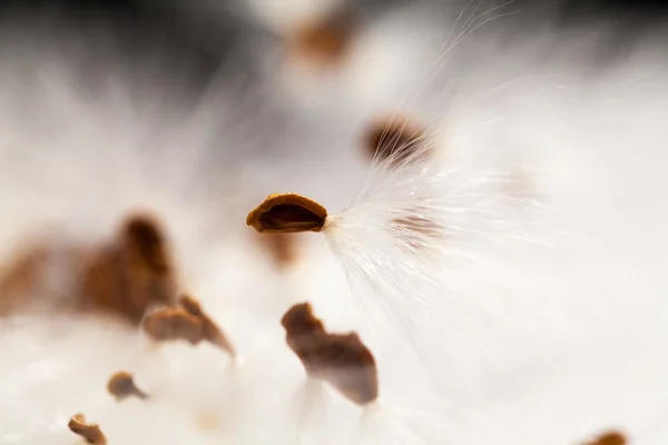 Abstract composition with dried plants seeds — Stock Photo, Image