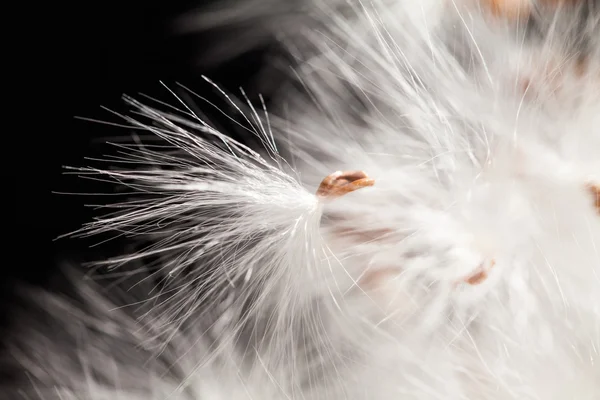 Abstract composition with dried plants seeds — Stock Photo, Image