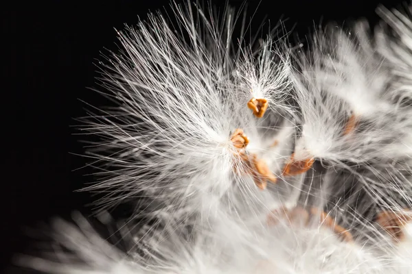 Abstract composition with dried plants seeds — Stock Photo, Image