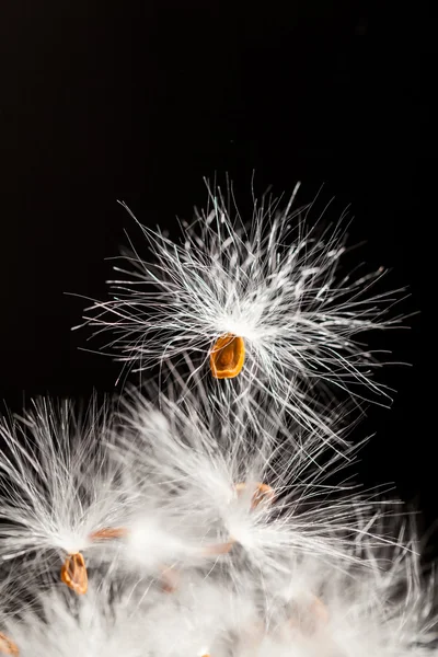 Абстрактный состав с семенами сушеных растений — стоковое фото