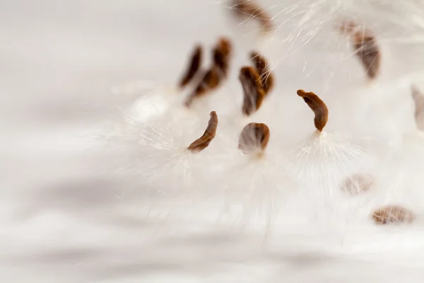 Abstract composition with dried plants seeds — Stock Photo, Image