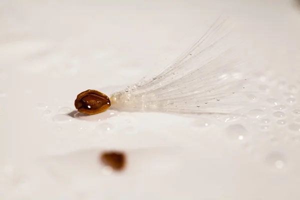 Abstract composition with dried plants seeds — Stock Photo, Image