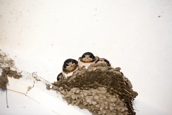 Swallow cubs — Stock Photo, Image