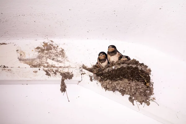 Swallow cubs — Stock Photo, Image