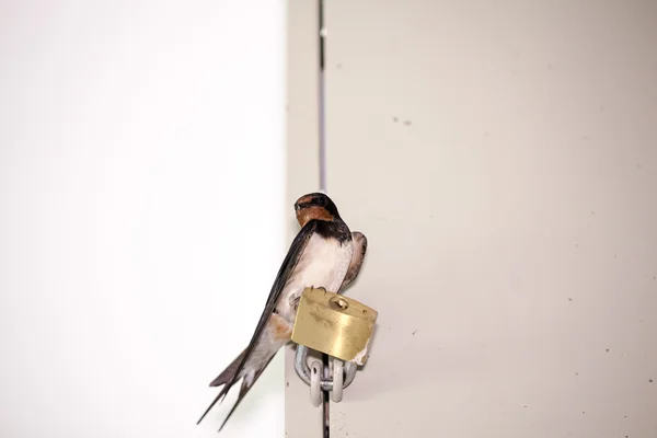 Swallow cubs — Stock Photo, Image