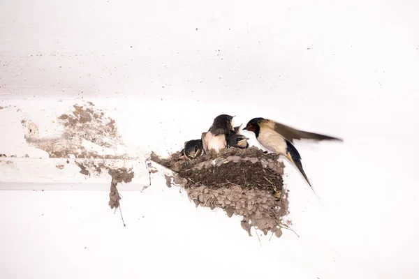 Swallow cubs — Stock Photo, Image