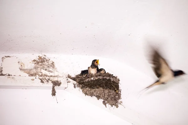 Swallow cubs — Stock Photo, Image