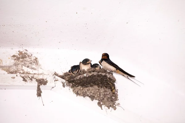 Swallow cubs — Stock Photo, Image