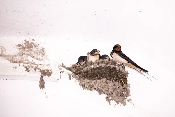 Swallow cubs — Stock Photo, Image