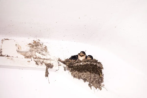 Swallow cubs — Stock Photo, Image