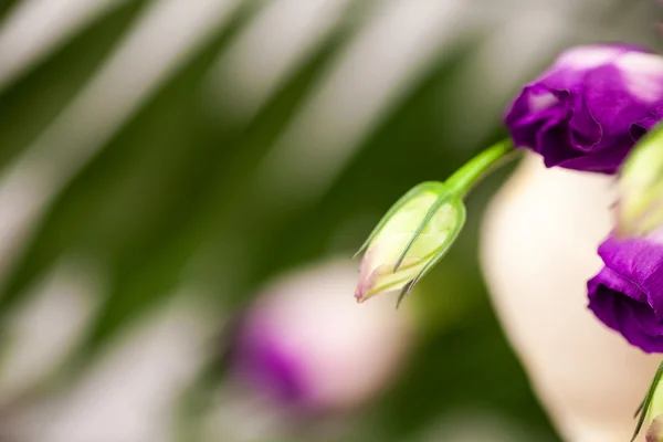 桔梗 (洋桔梗)-美丽的花朵和芽 — 图库照片