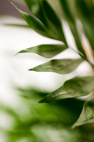 Composição verde, abstrata com folhas — Fotografia de Stock