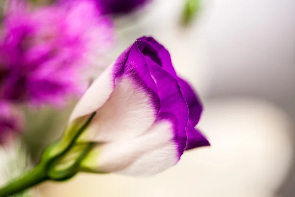 Lisianthus (Eustoma grandiflorum) - prachtige bloemen en knoppen — Stockfoto