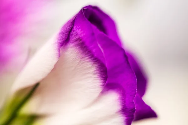 Lisianthus (eustoma grandiflorum) - schöne Blüten und Knospen — Stockfoto