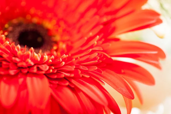 Gerbera — Stockfoto