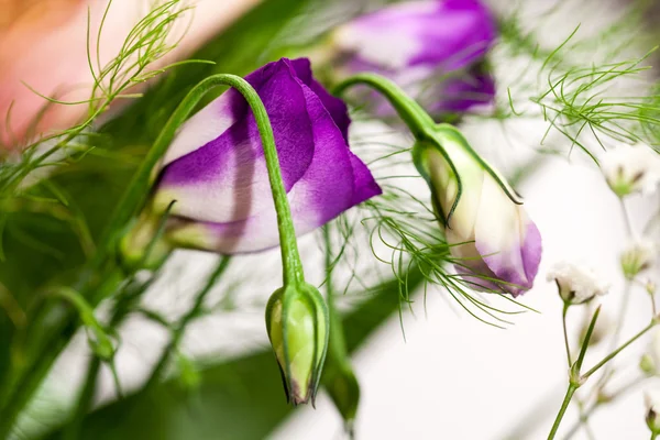 Lisianthus (Eustoma grandiflorum) - beautiful flowers and buds — Stock Photo, Image