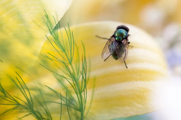 Verde, mosca pequeña — Foto de Stock