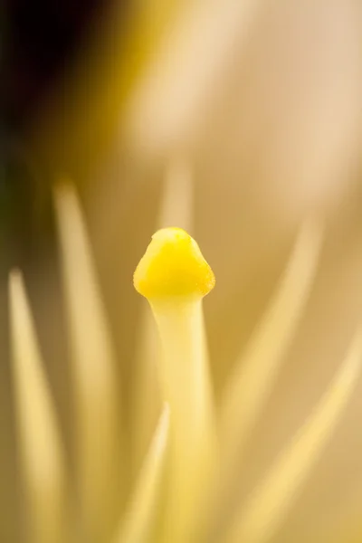 Fleurs de lys avec des détails — Photo