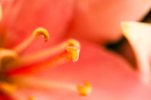 Lily flowers with details — Stock Photo, Image