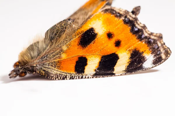 Ailes de papillon avec des détails — Photo