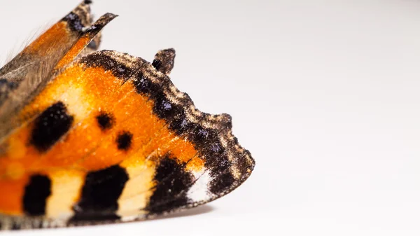 세부 사항 가진 나비 날개 — 스톡 사진