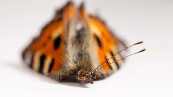 Motýlí křídla s podrobnostmi — Stock fotografie