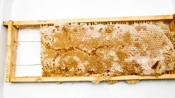 Honeycomb filled with honey Stock Photo