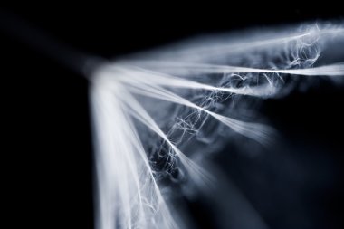 Karahindiba tohumlar koyu arka plan üzerinde