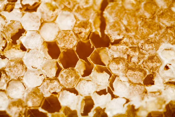 Honeycomb filled with honey — Stock Photo, Image