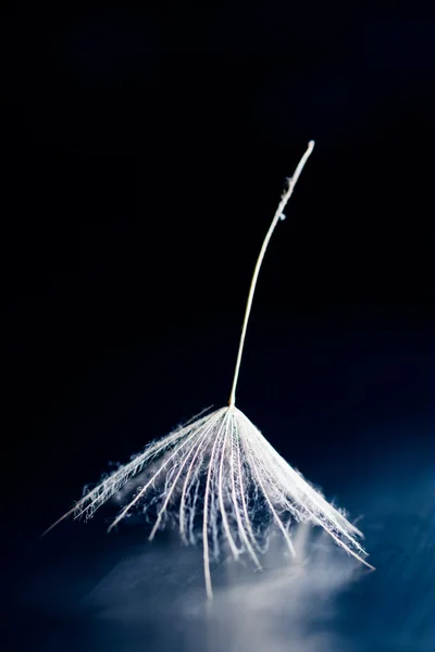 Dandelion seeds on dark background — Stock Photo, Image