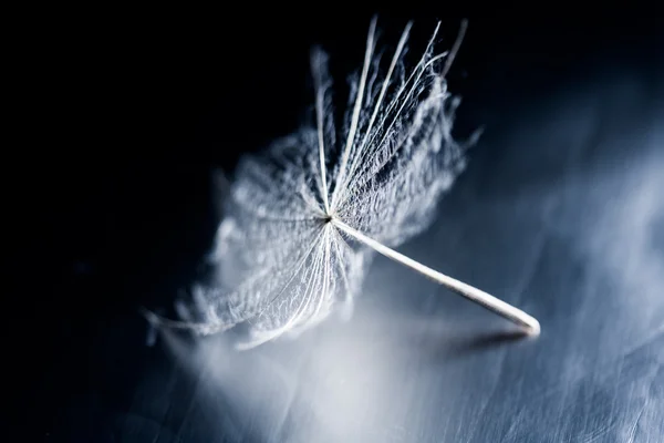 Dandelion seeds on dark background — Stock Photo, Image